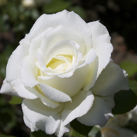 Anne Randine Holtmon